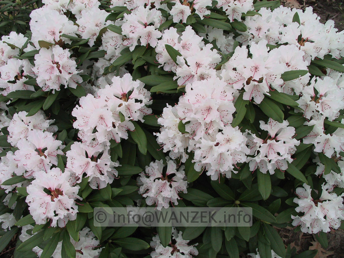 Rhododendron Jacksonii.JPG